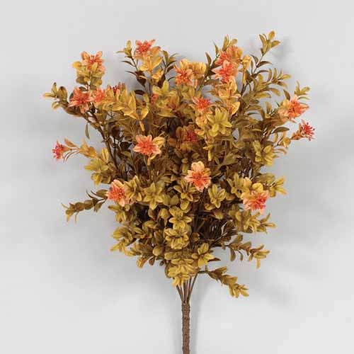 Harvest Boxwood Bush