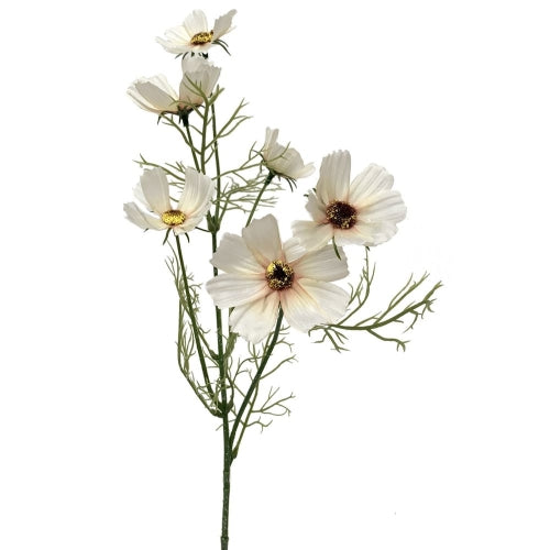 Cream Cosmos Spray