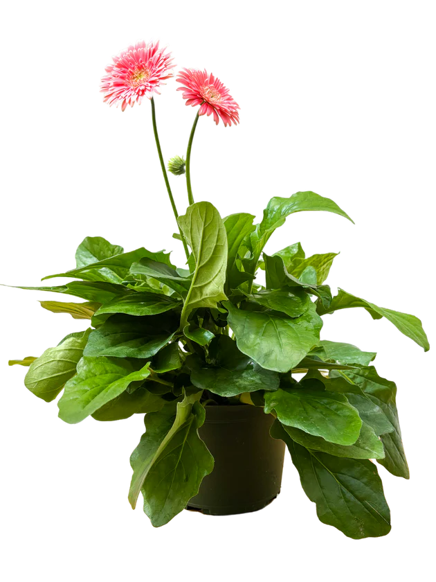 Gerbera Planter