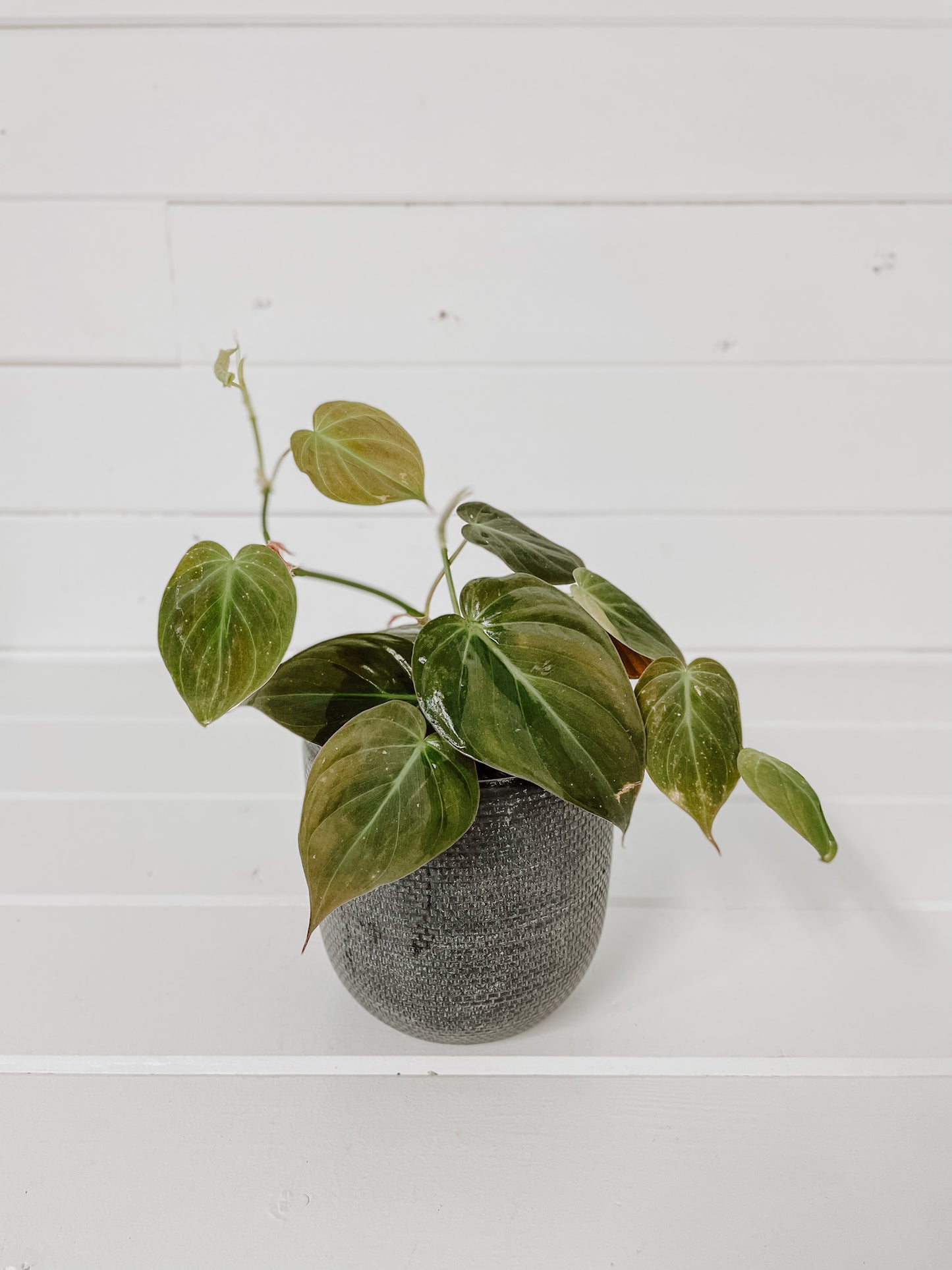 Potted Philodendron Paraiso Verde