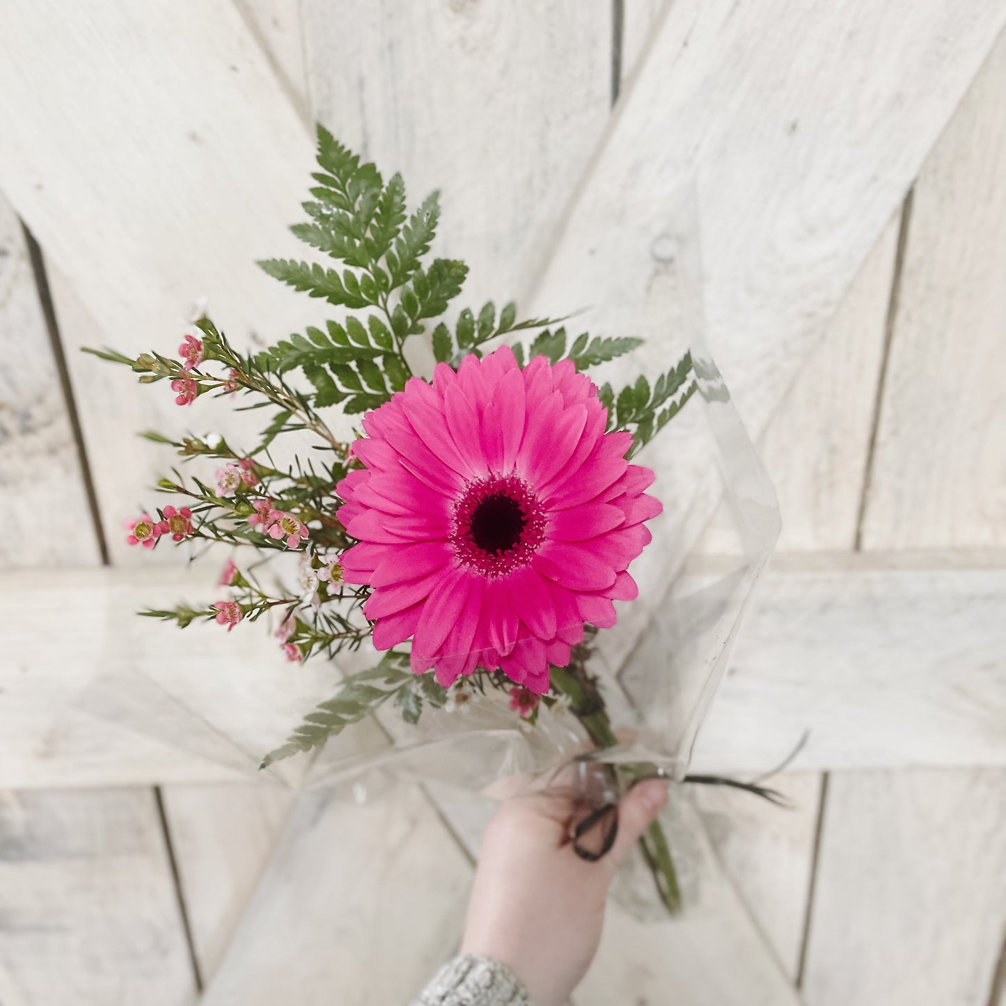 Single Gerber Daisy