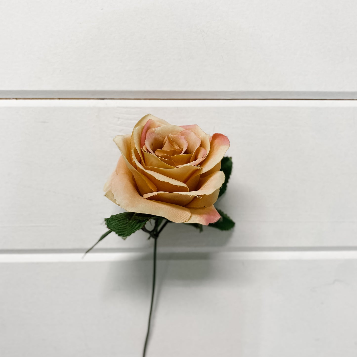 Pink-tipped Cream Rose Stem