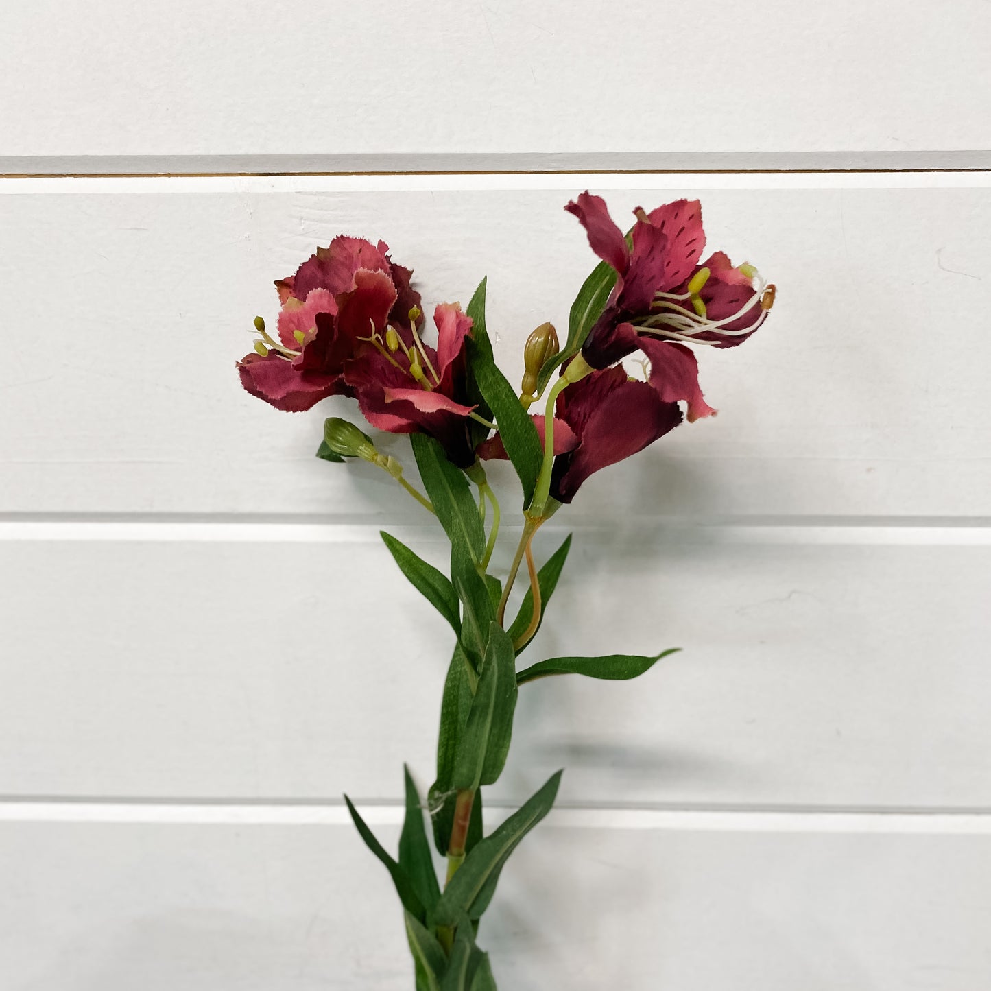 Purple Alstroemeria Stem