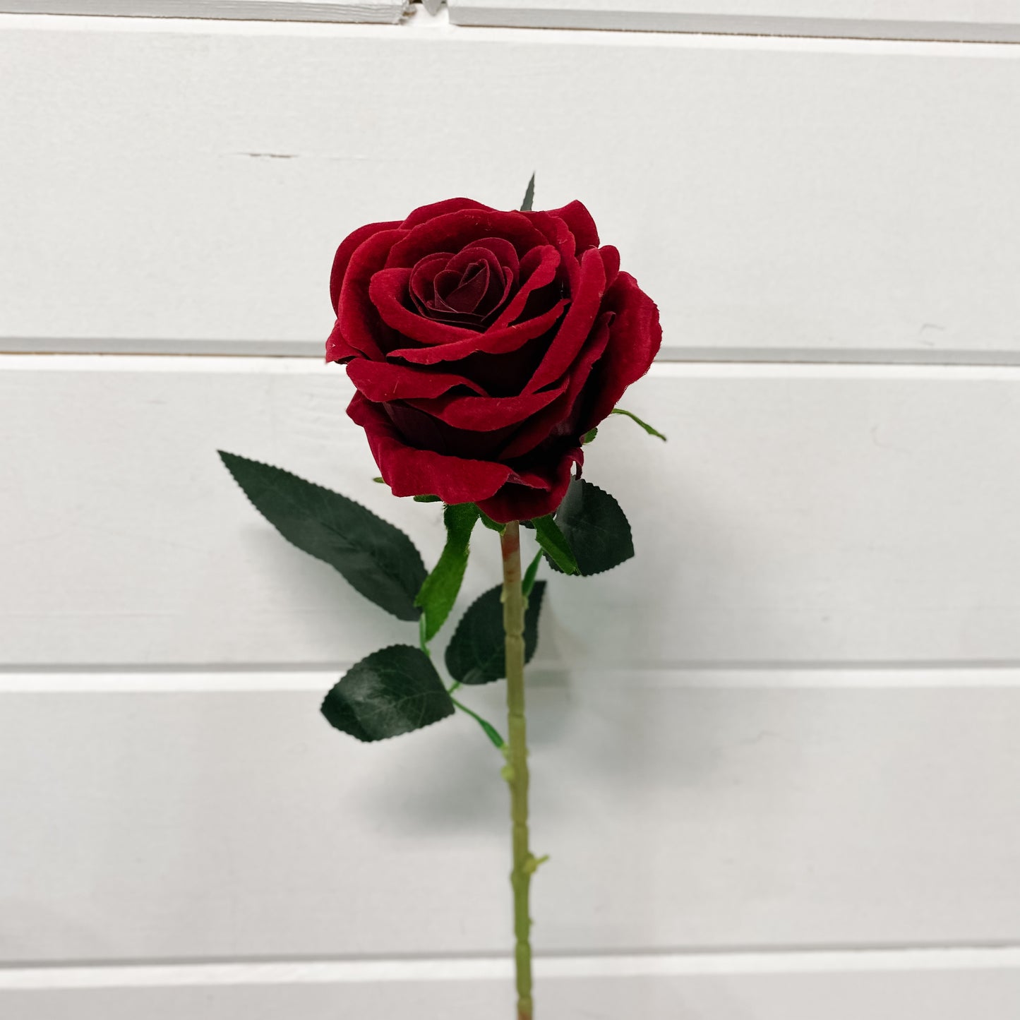 Wine Coloured Standard Rose