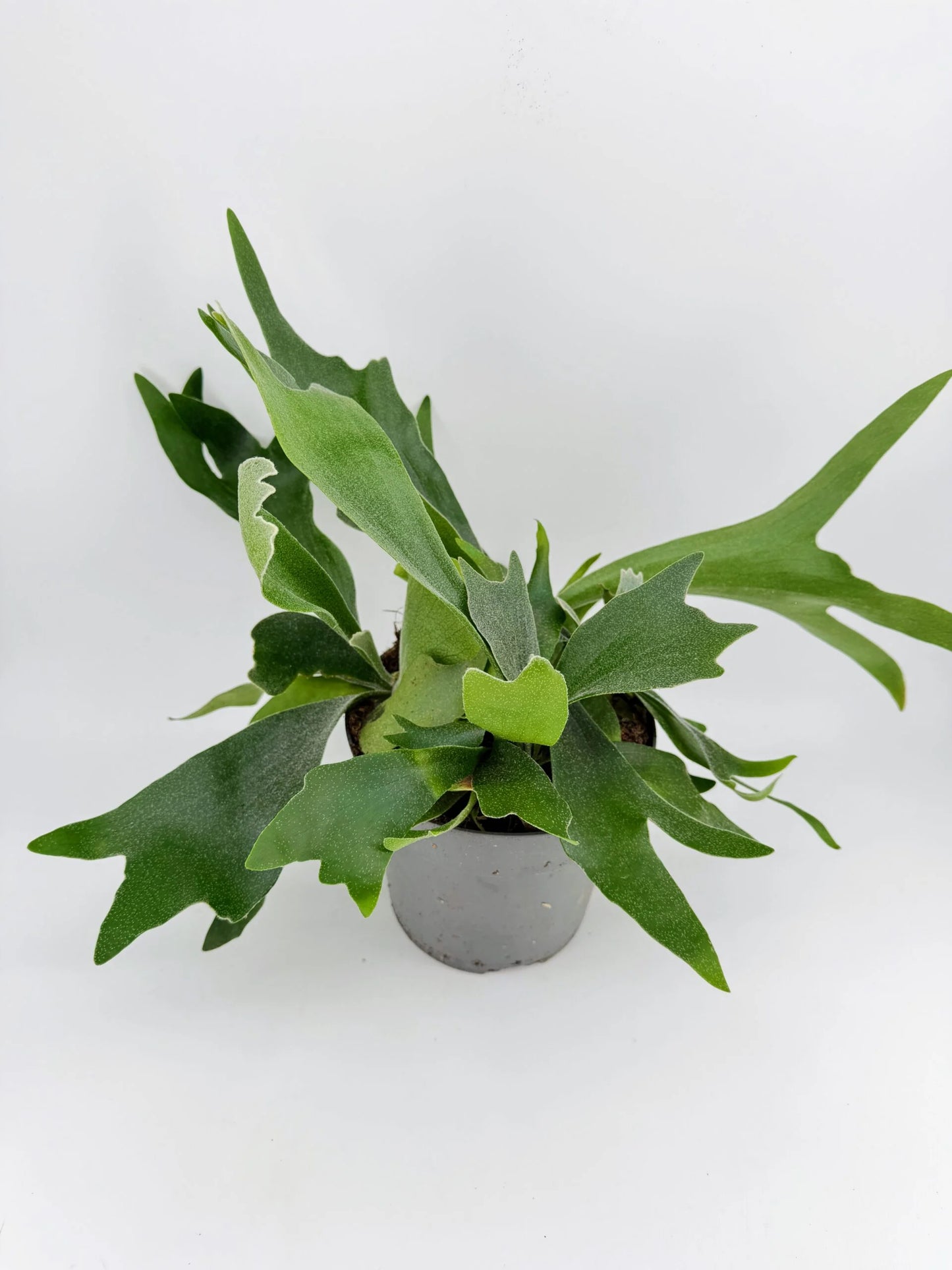 Staghorn Fern