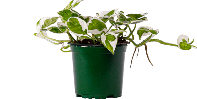 Pothos- Pearl & Jade