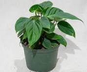 Fuzzy Petiole Philodendron