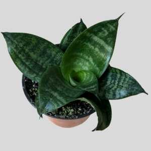 black jade plant Sansevieria Hahnii black jade – Carman Florists