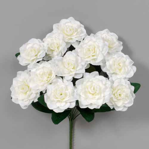 Cream Gardenia