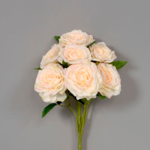 Peach Rose Bush