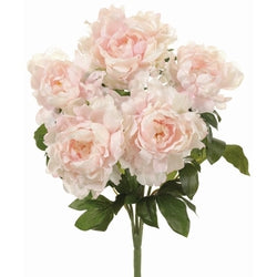 Pink Peony Bush