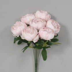 Pink Peony Bush