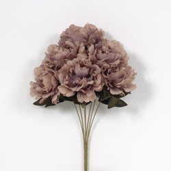 Mauve Peony Bush