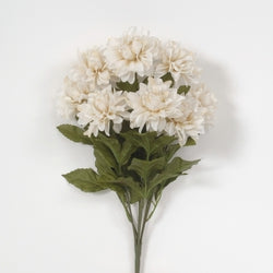 Cream Dahlia Bush