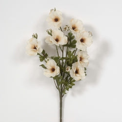 Cream New York Anemone