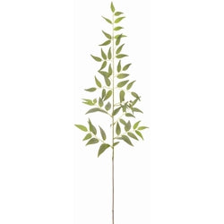 Green & Grey Italian Ruscus Leaf Spray