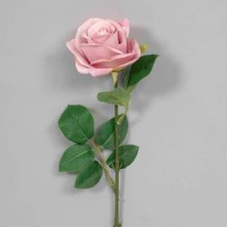 Lavender Pink Rose