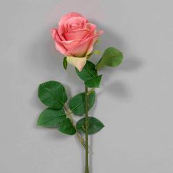 Dark Pink Rose