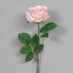 Light Pink Rose