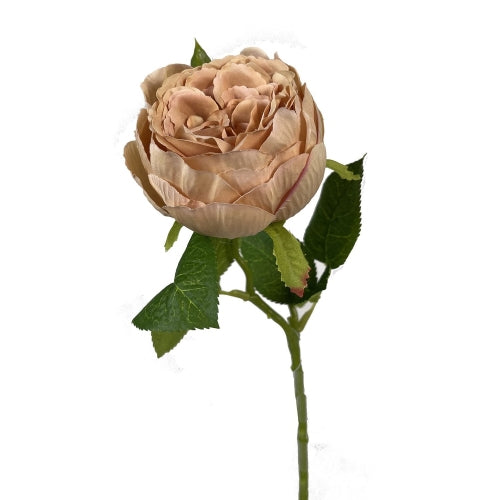 Toffee English Garden Rose Stem