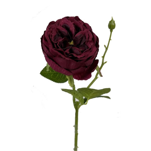 Wine Coloured English Garden Rose