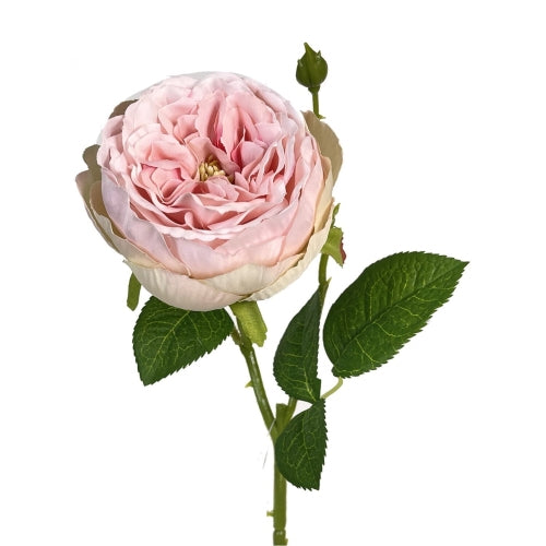 English Garden Rose Stem
