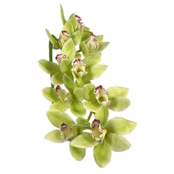 Cymbidium Orchid Stem