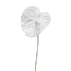 White Anthurium Spray