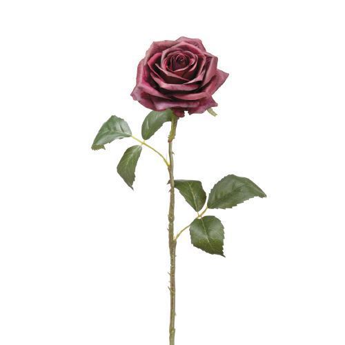 Eggplant Rose Stem