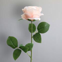 Light Peach Rose