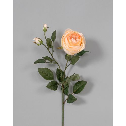 Pastel Peach Cabbage Rose – Carman Florists
