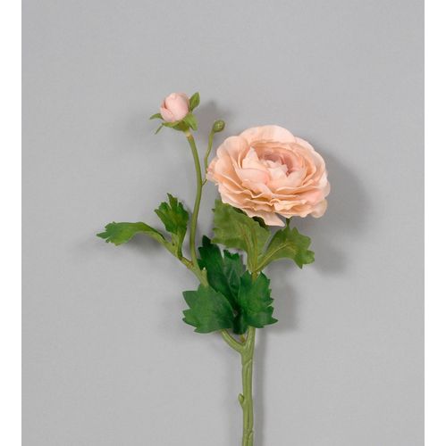 Bisque Ranunculas Spray