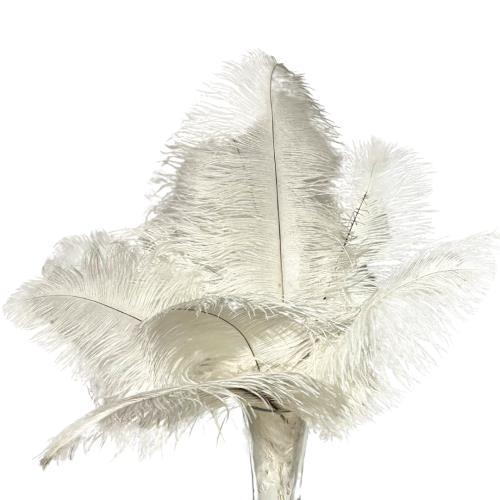 Ostrich Feather