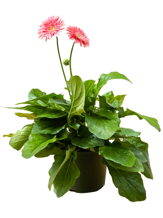 Gerbera Planter