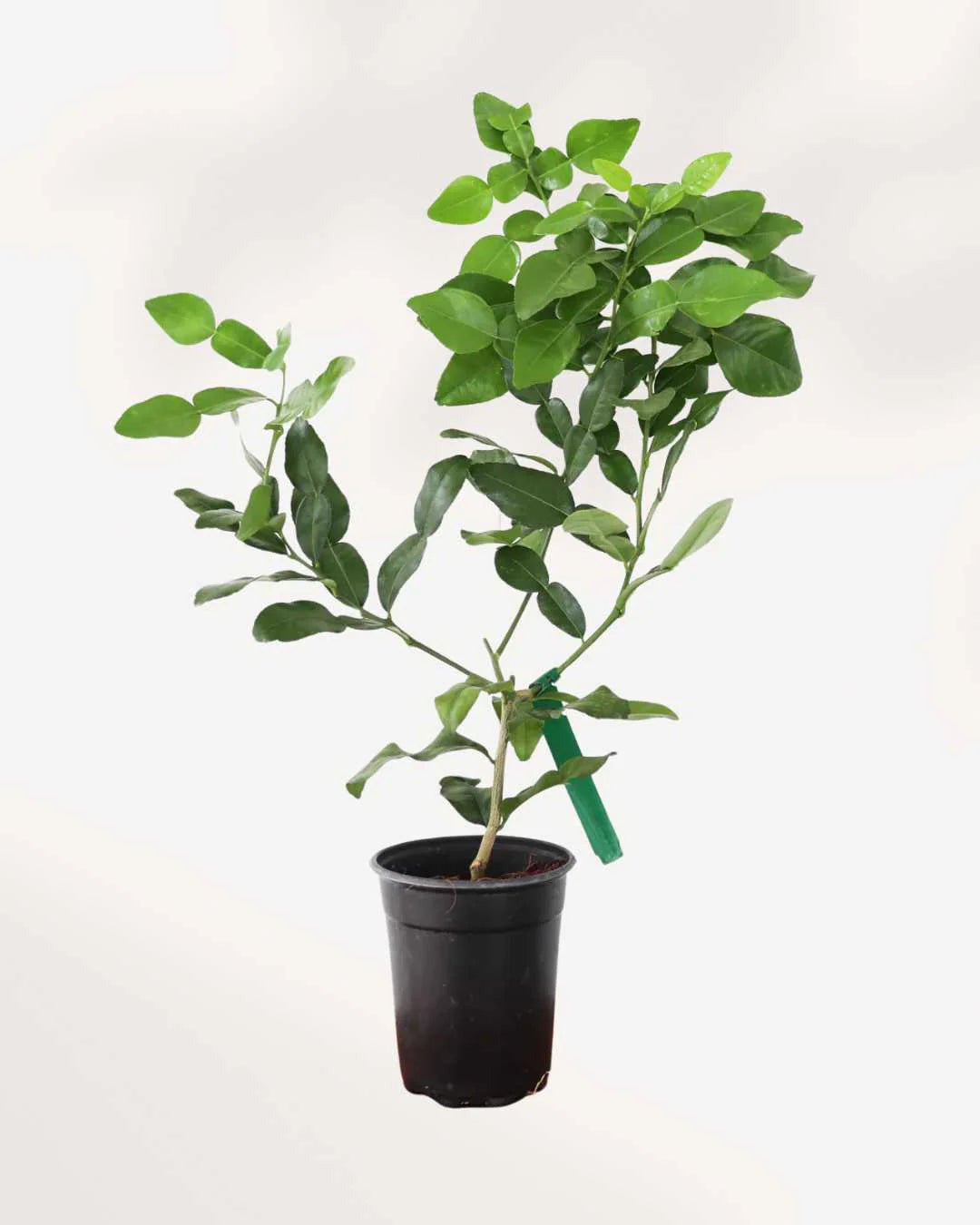 Citrus Plant- Lime