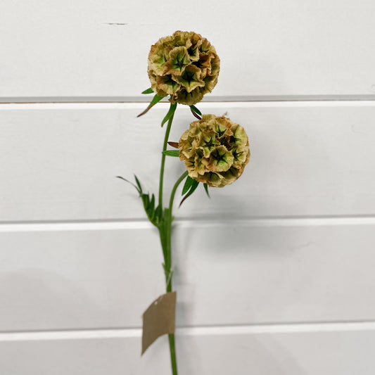 Brown-Green Scabiosa Pod