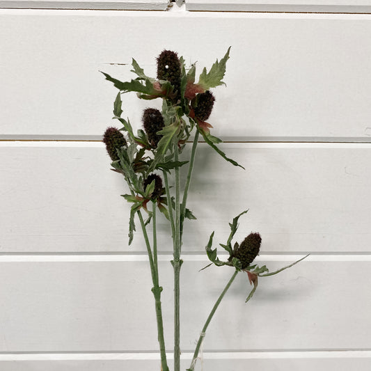 Mauve Eryngium Permanent
