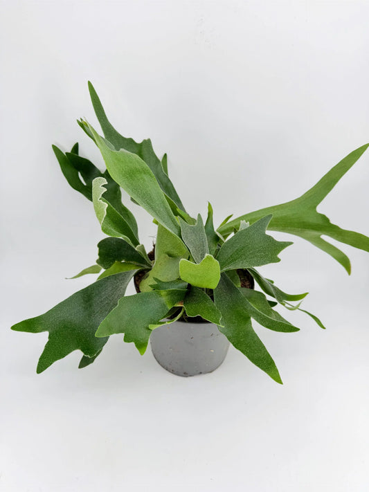 Staghorn Fern