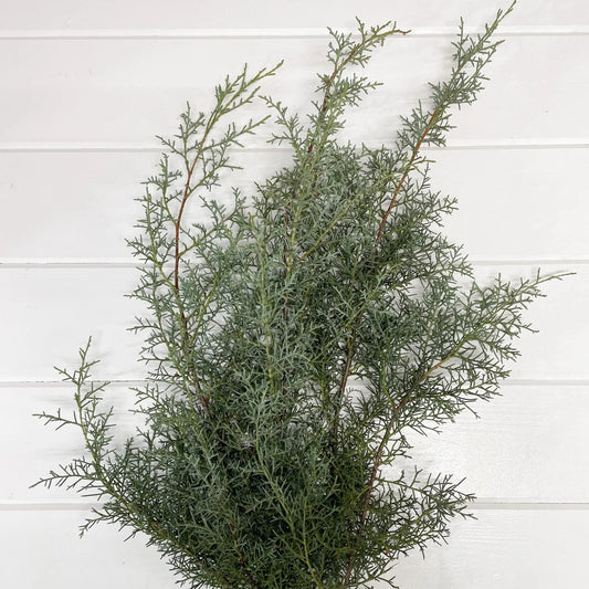 Carolina Sapphire Bunch