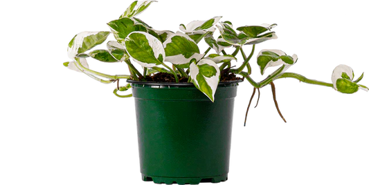 Pothos- Pearl & Jade