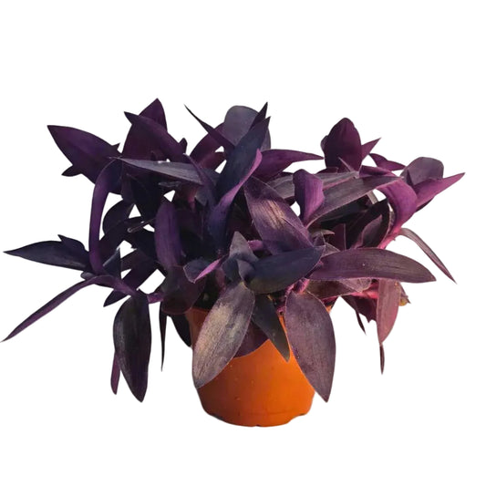 Purple Heart