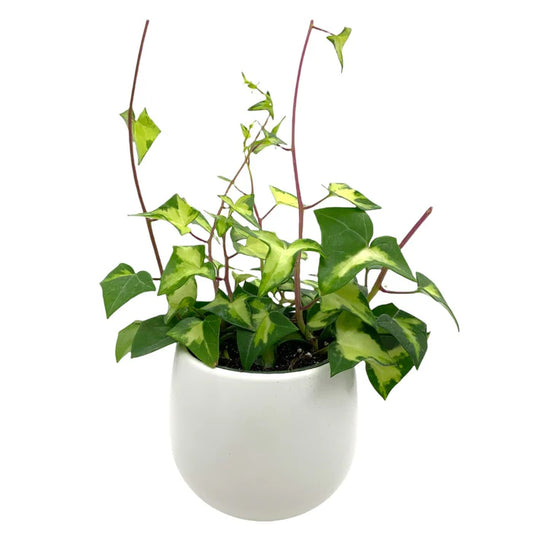 Wax Ivy- Variegated