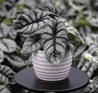 Alocasia Silver