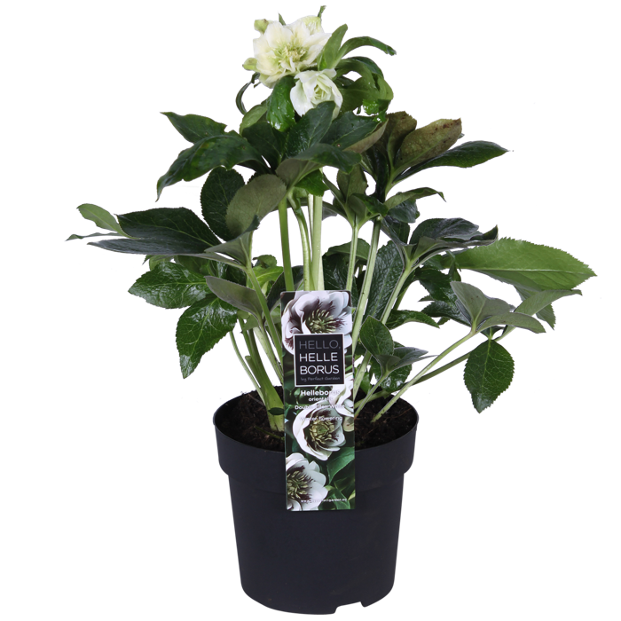 Helleborus