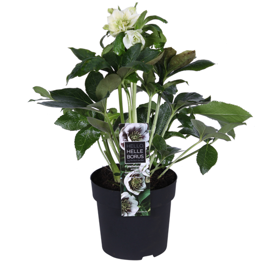 Helleborus