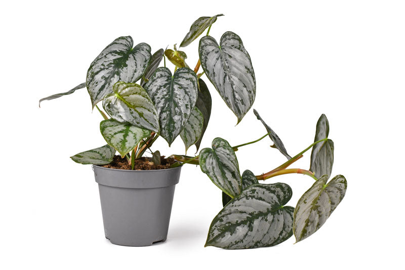 Philodendron Brandtianum