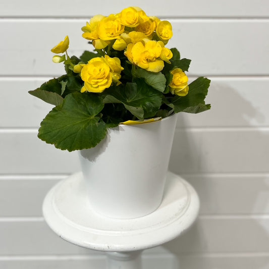 Yellow Rieger Begonia
