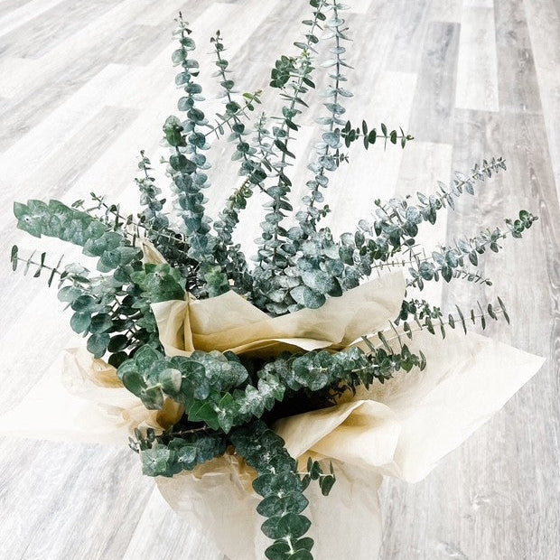 Eucalyptus Shower Bundles