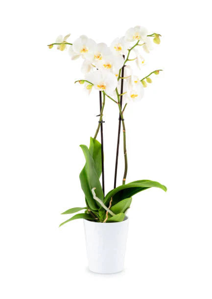 Double Spike Phalaenopsis Orchid - White
