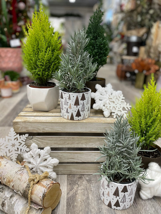 Cypress & Lavender Christmas Trees